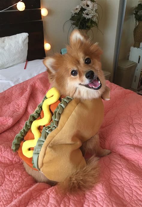 small dog hot dog costume